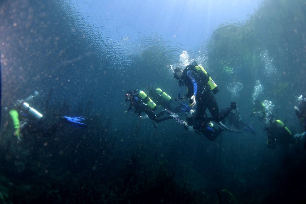 Troop dives into local spring to cleanup the invasive species that are a threat to endangered ones. 